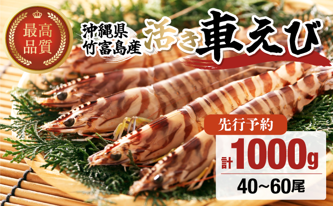 先行予約 竹富島産 活車えび 1kg:40-60尾 先行予約 活車えび 1kg