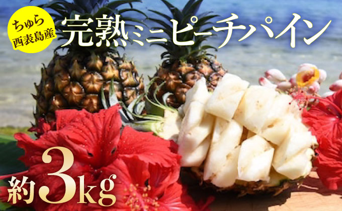 2026年 先行予約 ミニ ピーチパイン 約3kg 5玉～8玉ちゅら西表島産!! 完熟 パイン 果物 フルーツ パイナップル[010-a005_2026]