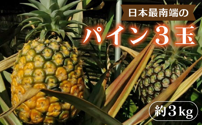 日本最南端のパイン３玉セット　約３ｋｇ　西表島産 020-b001_2026