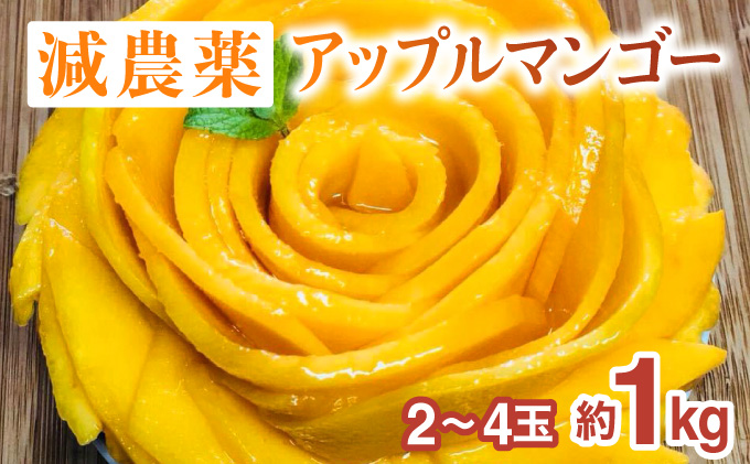 2026年 先行予約 栽培期間中 減農薬 アップルマンゴー  約1kg 2～4玉 アナナス農園 完熟 マンゴー 果物 フルーツ 023-a003_2026