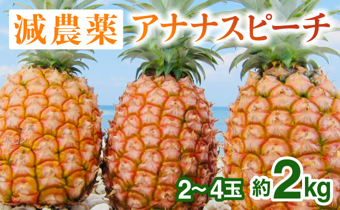 2024年 先行予約 栽培期間中 減農薬 ピーチパイン 約2kg 2～4玉 西表島アナナス農園 完熟 パイン 果物 フルーツ