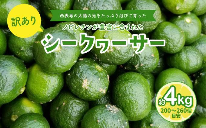 訳あり 2025年 先行予約 青切り シークヮサー 約4kg ☆西表島ふる～つらんど☆ 果物 フルーツ