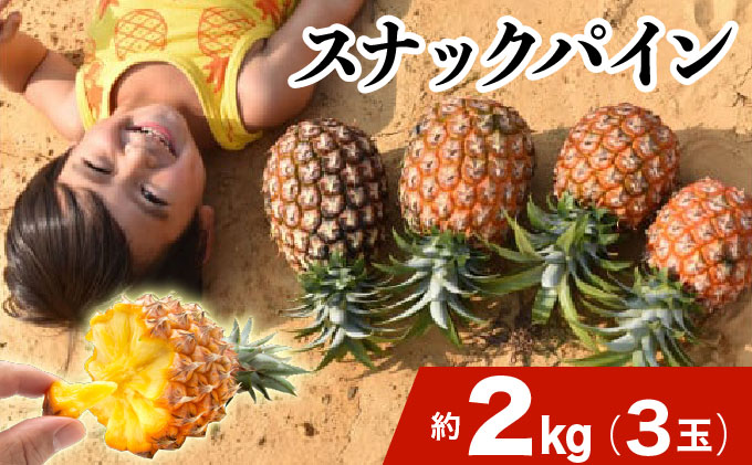 2026年 先行予約 スナックパイン 約2kg 3玉 西表島ひらい農園 パイナップル 果物 フルーツ パイン 027-a009_2026