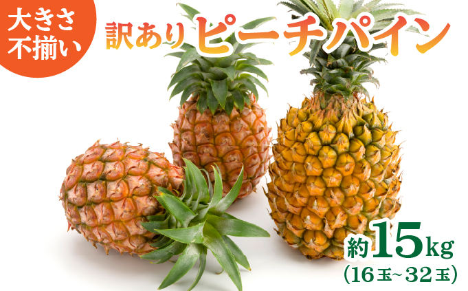 訳あり 不揃い 2026年 先行予約 ピーチパイン 約15kg 16玉～32玉  "いってＱ"でも紹介された 西表島ひらい農園 濃密 パイン 果物 パイナップル フルーツ 027-a026_2026