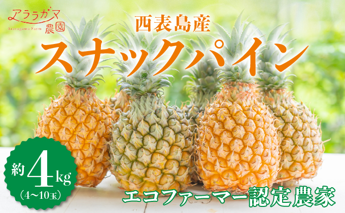 知名度NO.1！糖度が高く真っ黄色な新感覚パイン☆　ちぎって食べるスナックパイン4kg（4～10玉） 030-a004_2026