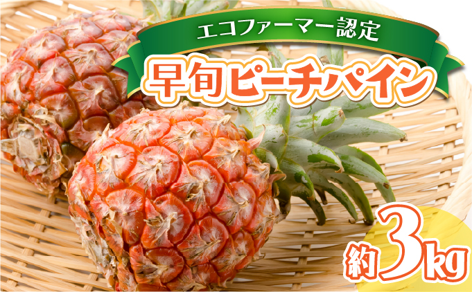 2026年 先行予約 栽培期間中 農薬不使用 夏まで待ちきれない！早旬 ピーチパイン 約3kg 西表島 初エコファーマー認定 036-a001_2026