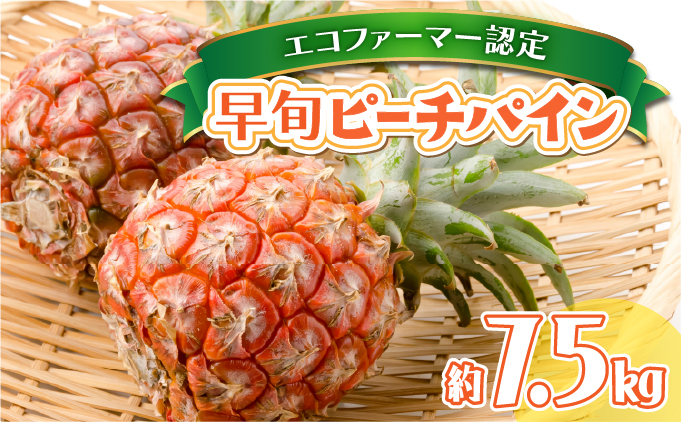 2026年 先行予約 早旬 ピーチパイン 約7.5kg 夏まで待ちきれない！★ファミリーサイズ★ 西表島 初エコファーマー認定 036-a004_2026