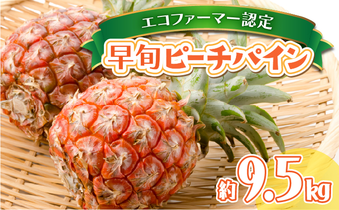 2026年 先行予約 ピーチパイン 約9.5kg 早旬 パイン 夏まで待ちきれない！★たっぷり大家族サイズ★ 西表島 初エコファーマー認定 036-a007_2026