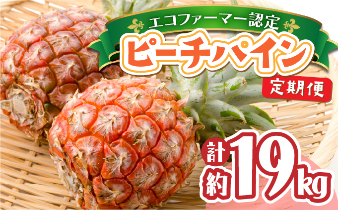 定期便 2ヶ月 2026年 先行予約 ピーチパイン 約9.5kg 絶品 ★たっぷり大家族サイズ★ 西表島 初エコファーマー認定 パイン 果物 フルーツ 2回 お楽しみ 036-a009_2026