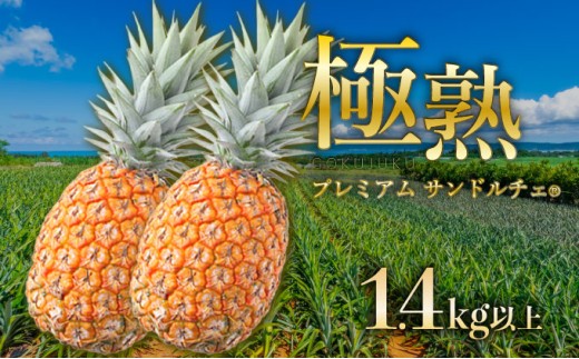 GOKUJUKU-極熟プレミアムサンドルチェ(R) 1.4kg以上 1玉　2026年　先行予約 パイナップル 沖縄 高糖度秀品 贈答用 贈り物 パイン 果物 フルーツ デザート 希少 西表島