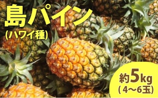 2026年 先行予約 島パイン (ハワイ種) 約5kg (4～6玉) ますみ農園 ”蜜たっぷり” パイン パイナップル 果物 フルーツ 約5kg（4～6玉）