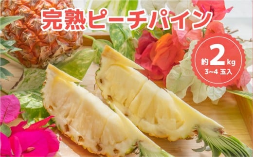 ☆新感覚の味わい☆桃のような芳醇な香りのする　『西表島産完熟ピーチパイン』 約2kg（3～4個入） 約2kg（3～4個入）