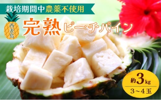 2026年 先行予約 西表島の完熟ピーチパイン 3kg (3～4玉)【嘉本商店 完熟 果物 フルーツ】お届け：5月中旬～6月中旬頃【042-a003】 3kg