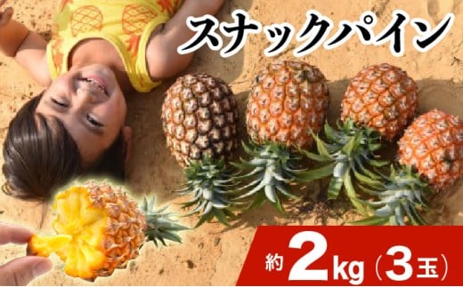 2026年 先行予約 スナックパイン 約2kg 3玉 西表島ひらい農園 パイナップル 果物 フルーツ パイン 約2kg 3玉