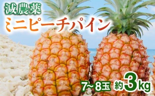 2026年 先行予約 栽培期間中 減農薬 ミニピーチパイン 3kg (7～8玉)  西表島アナナス農園 完熟 パイン 果物 フルーツ 減農薬 ミニピーチパイン 約3kg(7～8玉)