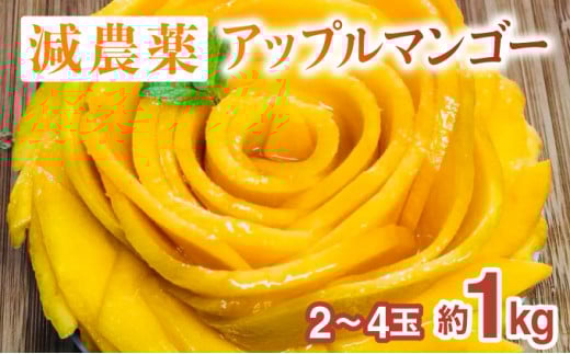 2026年 先行予約 栽培期間中 減農薬 アップルマンゴー 約1kg 2～4玉 アナナス農園 完熟 マンゴー 果物 フルーツ