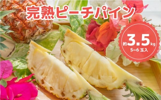 ☆新感覚の味わい☆桃のような芳醇な香りのする　『西表島産完熟ピーチパイン』 約3.5kg（5～6個入） 約3.5kg（5～6個入）