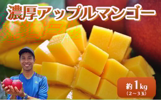 2026年 先行予約 アップルマンゴー 約1kg 2～3玉 セット 八重山マンゴー品評会総合1位を計3回獲得！高糖度保証！農園ファイミール 濃厚 果物 フルーツ 約1kg (2～3玉)
