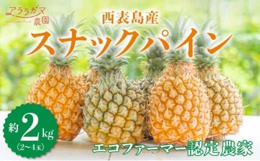 知名度NO.1！糖度が高く真っ黄色な新感覚パイン☆　ちぎって食べるスナックパイン2kg（2～4玉） 約2kg（2～4玉）