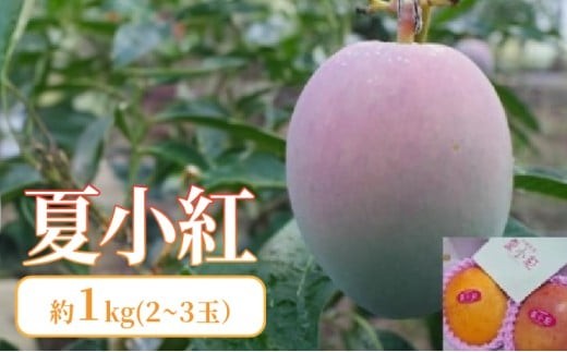 2026年 先行予約 マンゴー 夏小紅 約1kg 2～3玉 ますみ農園 甘味 スッキリ 果物 フルーツ 約1kg (2～3玉)