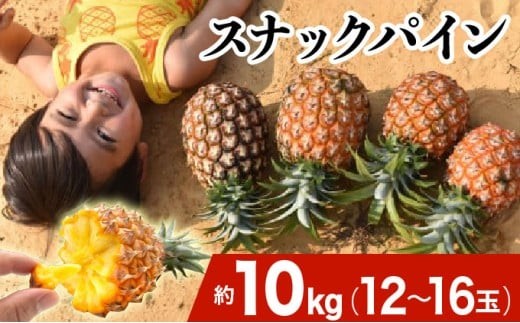 2026年 先行予約 スナックパイン 約10kg 12～16玉 西表島ひらい農園 パイナップル 果物 フルーツ パイン 約10kg 12～16玉