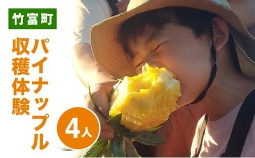 パイナップル収穫体験【4名】爽やかな朝日を浴びた中での開催♪（4月25日～6月15日開催） 4名