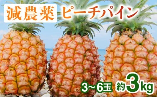 2026年 先行予約 栽培期間中 減農薬 ピーチパイン 約3kg 3～6玉 西表島アナナス農園 完熟 パイン 果物 フルーツ 減農薬ピーチパイン 約3kg(3～6玉)