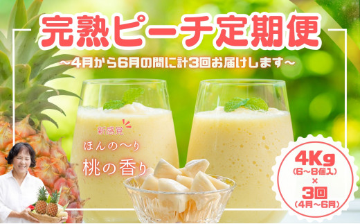 【ピーチ定期便★約4kg×3回】☆新感覚☆ 桃のような芳醇な香りのする『西表島産 完熟ピーチパイン』 2026年 発送 西表島ナウパカ パイナップル 果物 フルーツ デザート025-a014_2026