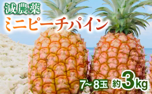 2026年 先行予約 栽培期間中 減農薬 ミニピーチパイン 3kg (7～8玉)  西表島アナナス農園 完熟 パイン 果物 フルーツ 減農薬 ミニピーチパイン 約3kg(7～8玉)