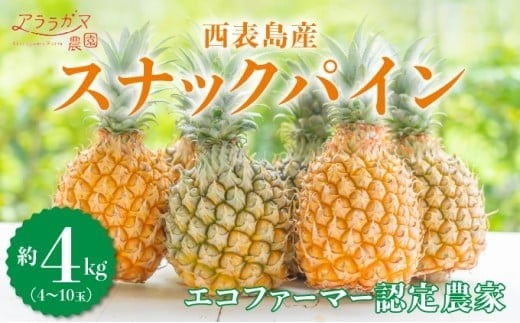 知名度NO.1！糖度が高く真っ黄色な新感覚パイン☆　ちぎって食べるスナックパイン4kg（4～10玉） 約4kg（4～10玉）