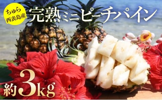 2026年 先行予約 ミニ ピーチパイン 約3kg 5玉～8玉ちゅら西表島産!! 完熟 パイン 果物 フルーツ パイナップル