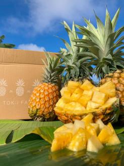 パイナップル ゴールドバレル 1玉 ハウス栽培 ギフト箱入 パイン 果物 フルーツ 沖縄 西表島【TOK:iふぁーむ】配送不可：離島