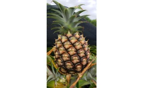 2025年 先行予約 ピーチパイン 約2kg 3～4玉 西表島 たくみ農園 果物 フルーツ