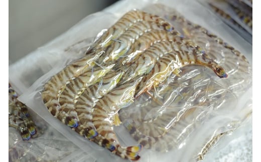 【12/10迄の申込で年内発送】こだわりの車海老　有頭車海老（冷凍）250ｇ×3パック F009