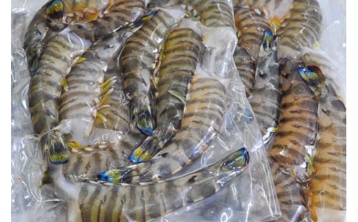 【12/10迄の申込で年内発送】こだわりの車海老　無頭車海老（冷凍）250ｇ×3パック F010