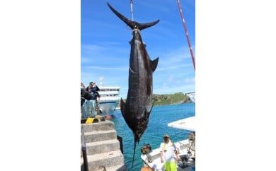 【G004】 日本最西端からカジキ丸ごと1本相当を直送！